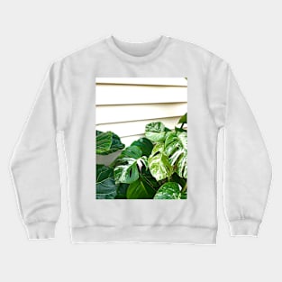 Variegated Monstera Frog Crewneck Sweatshirt